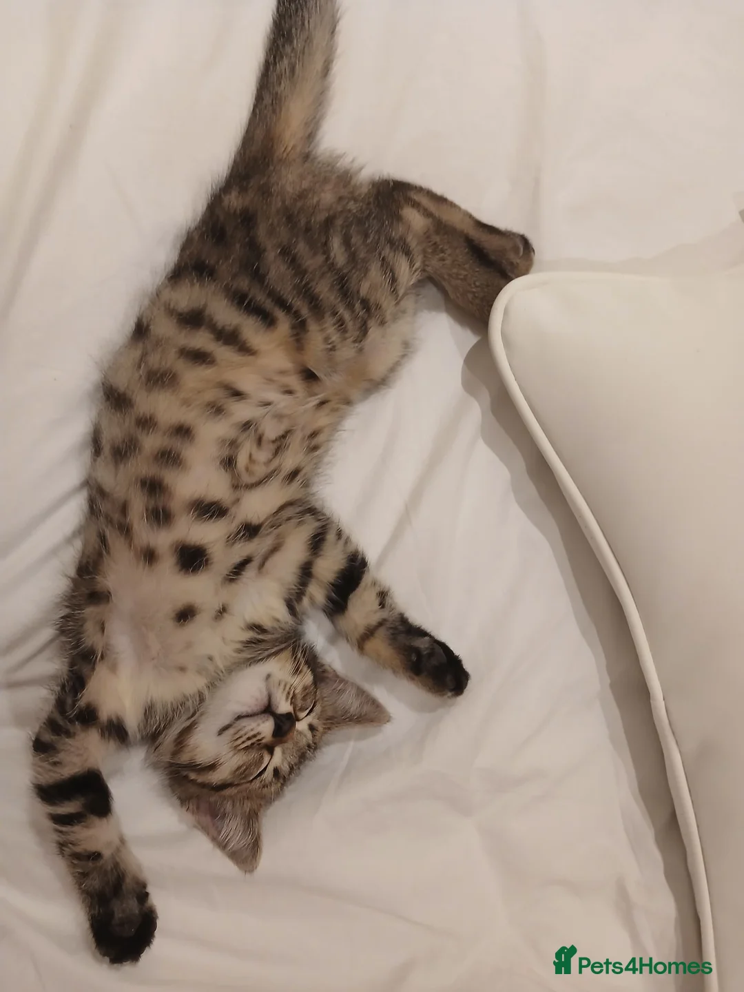Bengal cats for sale: Beautiful Bengal mixed tabby kitten in Saint Columb - Advert 2