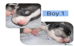 Mixed Breed dogs for sale: Shepsky cross Puppies  - Image 1