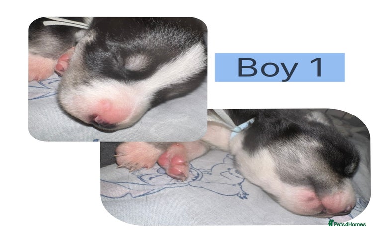 Mixed Breed dogs - Advert 1