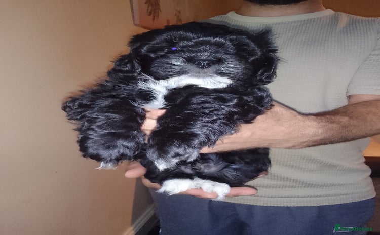 Shihpoo dogs - Advert 1