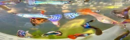 Live Bearers fish for sale: 10 Mixed Guppy Fry / babies (Postage £6)available  - Advert 3