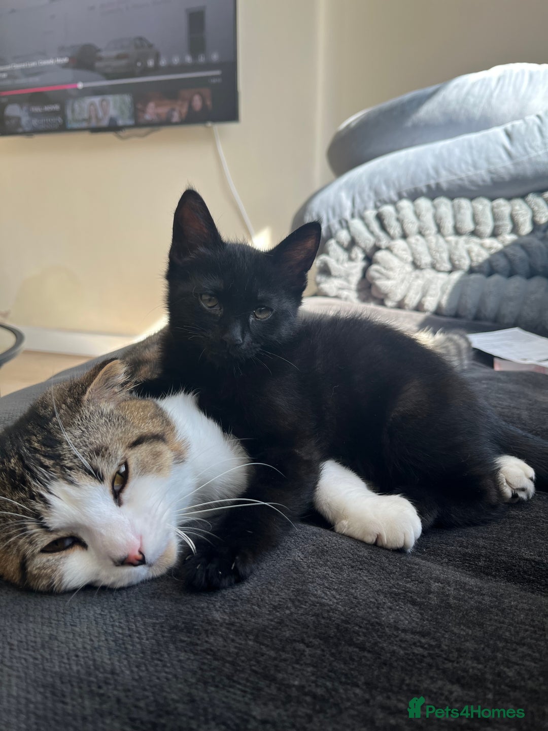 British Shorthair cats for sale: Midnight  - Advert 6