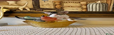 Devon Rex 1