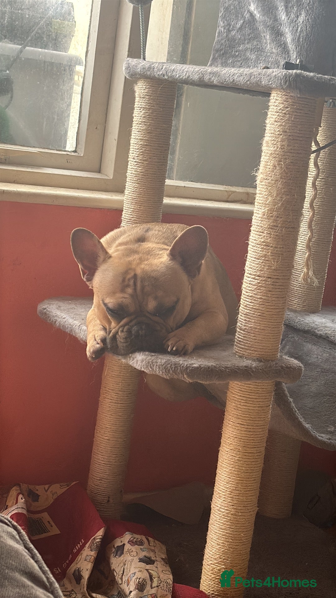 French Bulldog dogs French bulldog 3 years old  - Advert 1