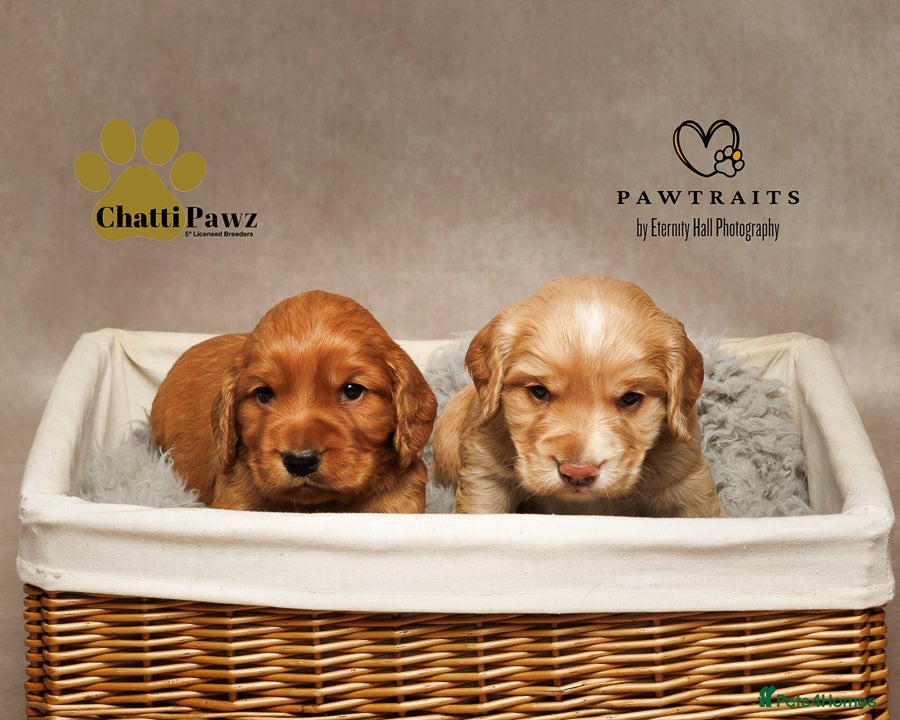 Cocker Spaniel dogs Amazing WCS PUPS 🐶 - Advert 1