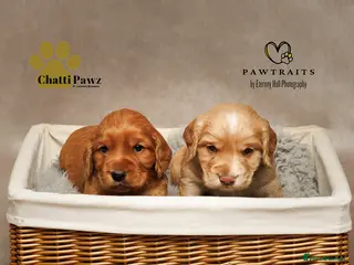 Cocker Spaniel dogs Amazing WCS PUPS 🐶 - Advert 1