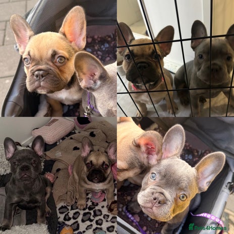 French Bulldog dogs 🐾Ready Now!! Adorable French Bulldog Puppies! - Advert 17