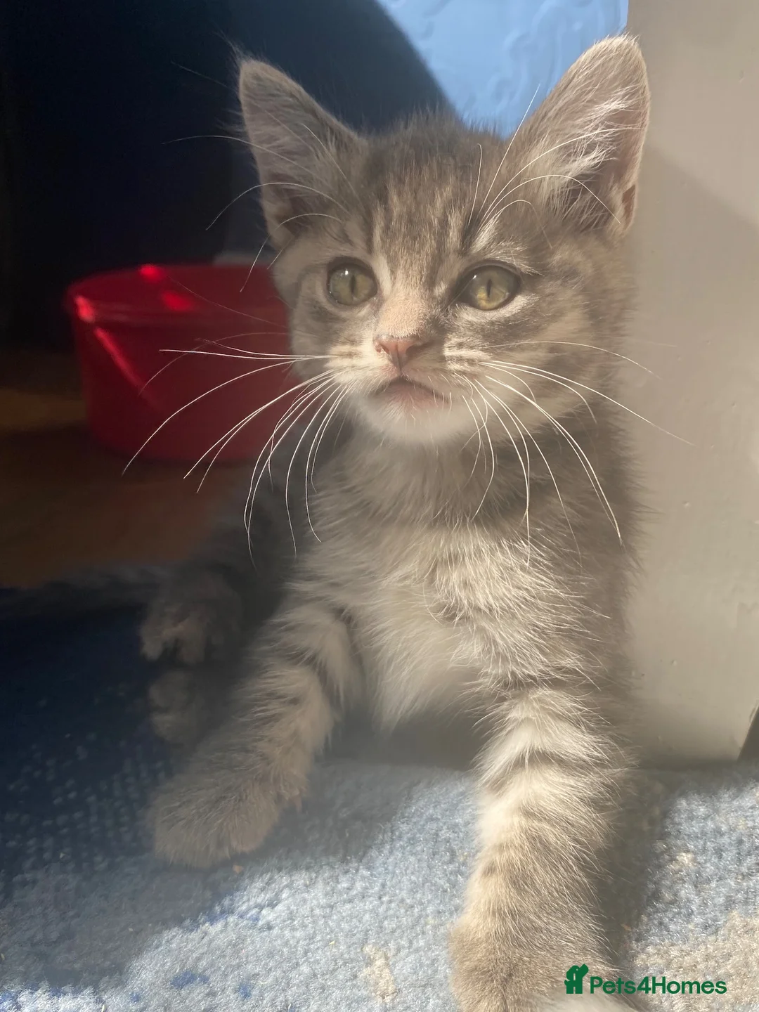 Bengal cats for sale: Gorgeous Bengal/khao manee kittens  - Advert 2