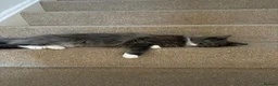 Maine Coon cats for sale: 2 Beautiful kittens looking for a loving family - Advert 13