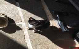 Domestic Shorthair cats for sale: Heart breaking decision  - Image 18