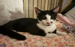Domestic Shorthair cats for sale: Beautiful Black & White boy kitten total lap cat!! - Image 6