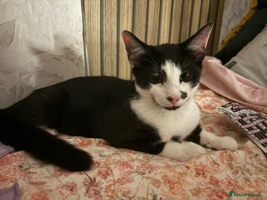 Domestic Shorthair cats for sale: Beautiful Black & White boy kitten total lap cat!! - Image 6