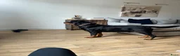 Rottweiler dogs for stud: *CHAMPION BLOODLINE*PROVEN STUD in Bradford - Advert 2