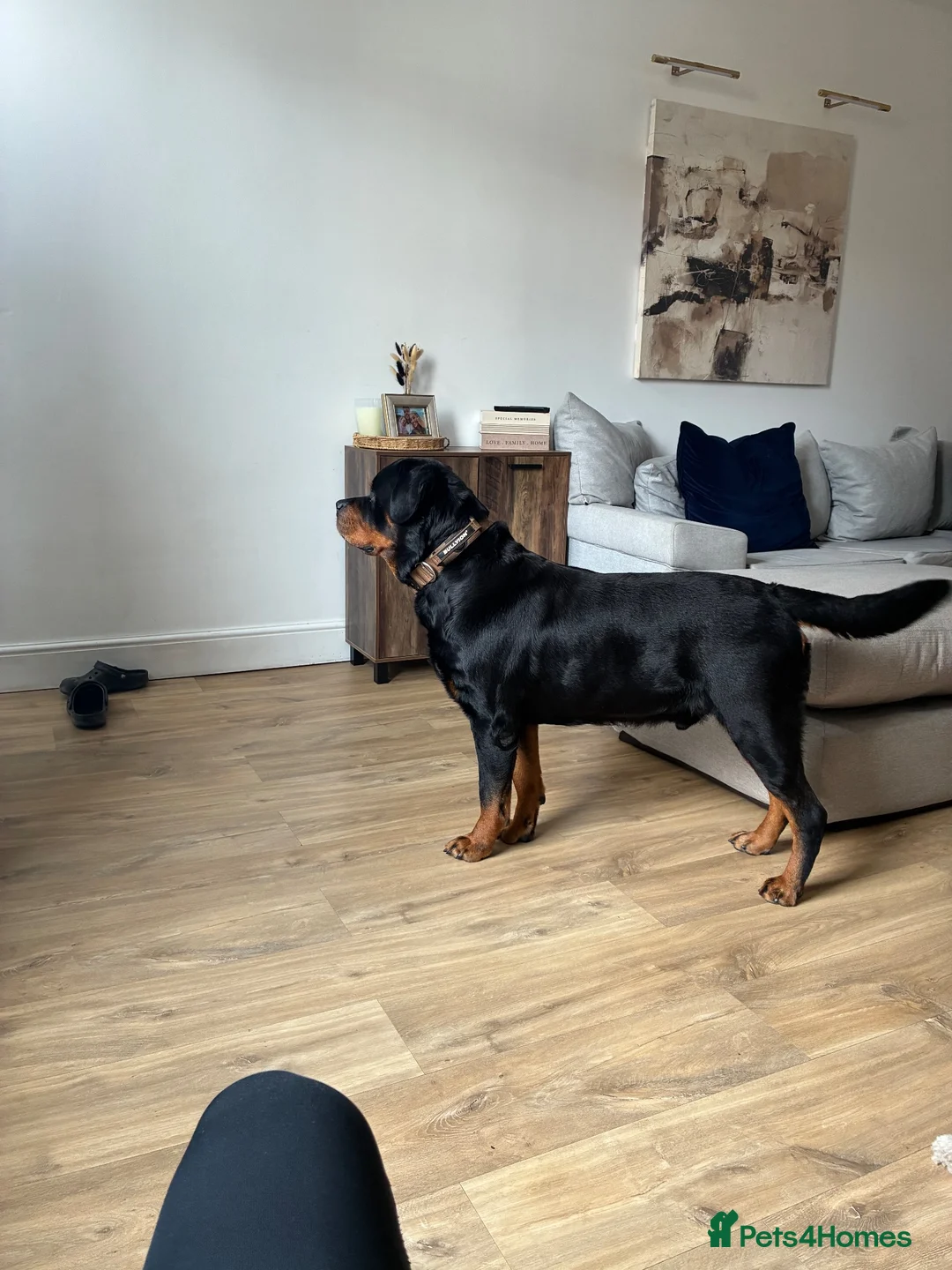 Rottweiler dogs for stud: *CHAMPION BLOODLINE*PROVEN STUD in Bradford - Advert 2