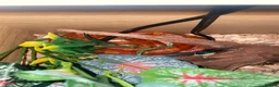 Corn Snake reptiles for sale: Red corn sake  in London - Advert 2