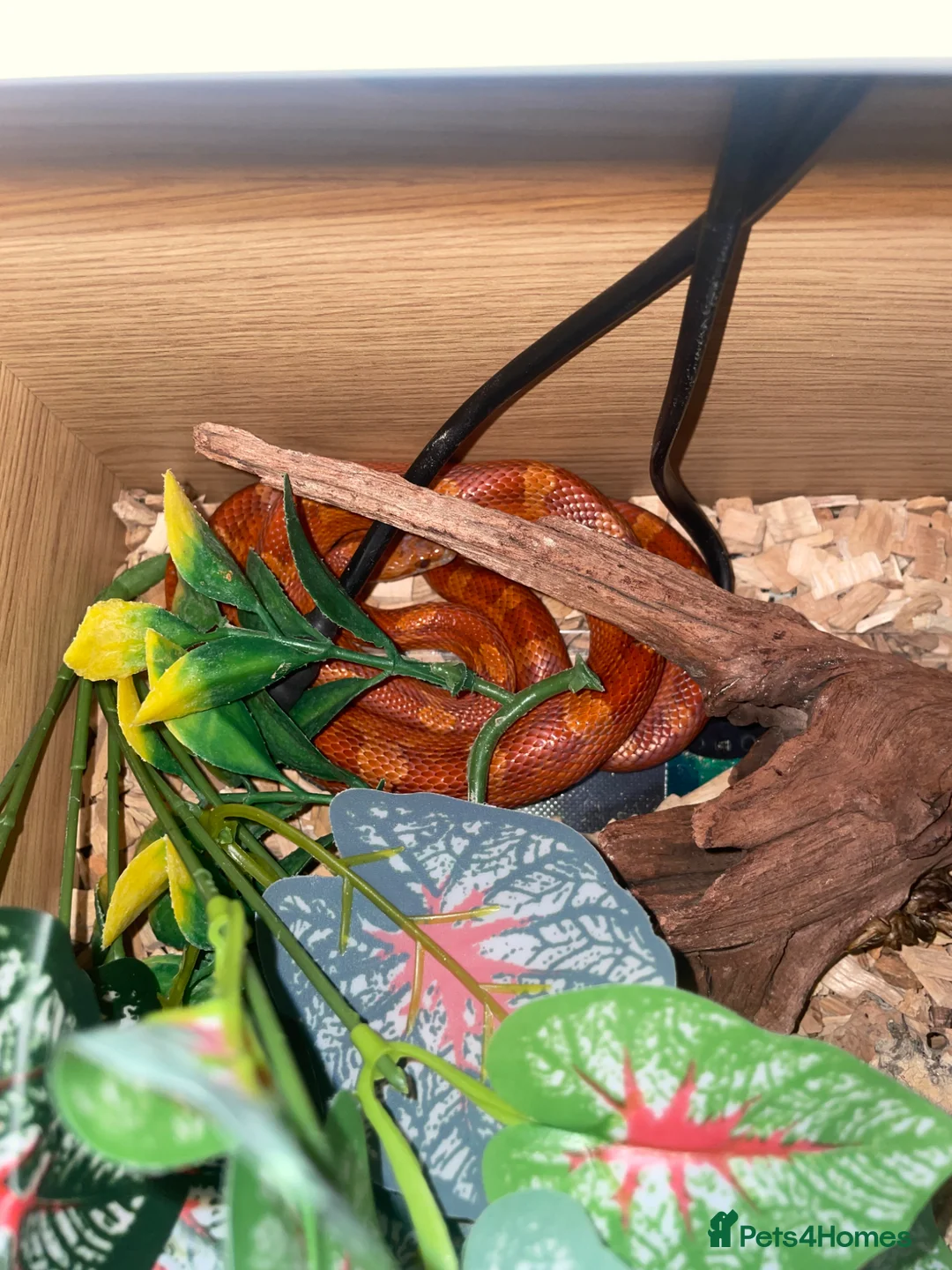Corn Snake reptiles for sale: Red corn sake  in London - Advert 2