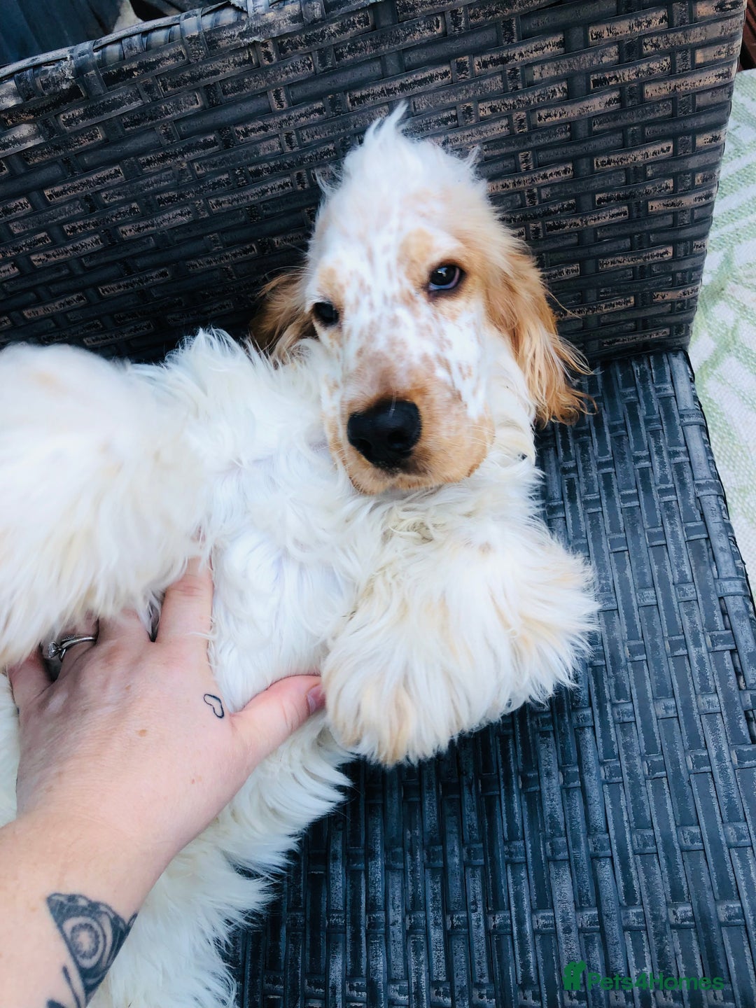 Cocker Spaniel dogs for sale: Beautiful Show Orange Roan Girl Left KC Reg  - Image 9