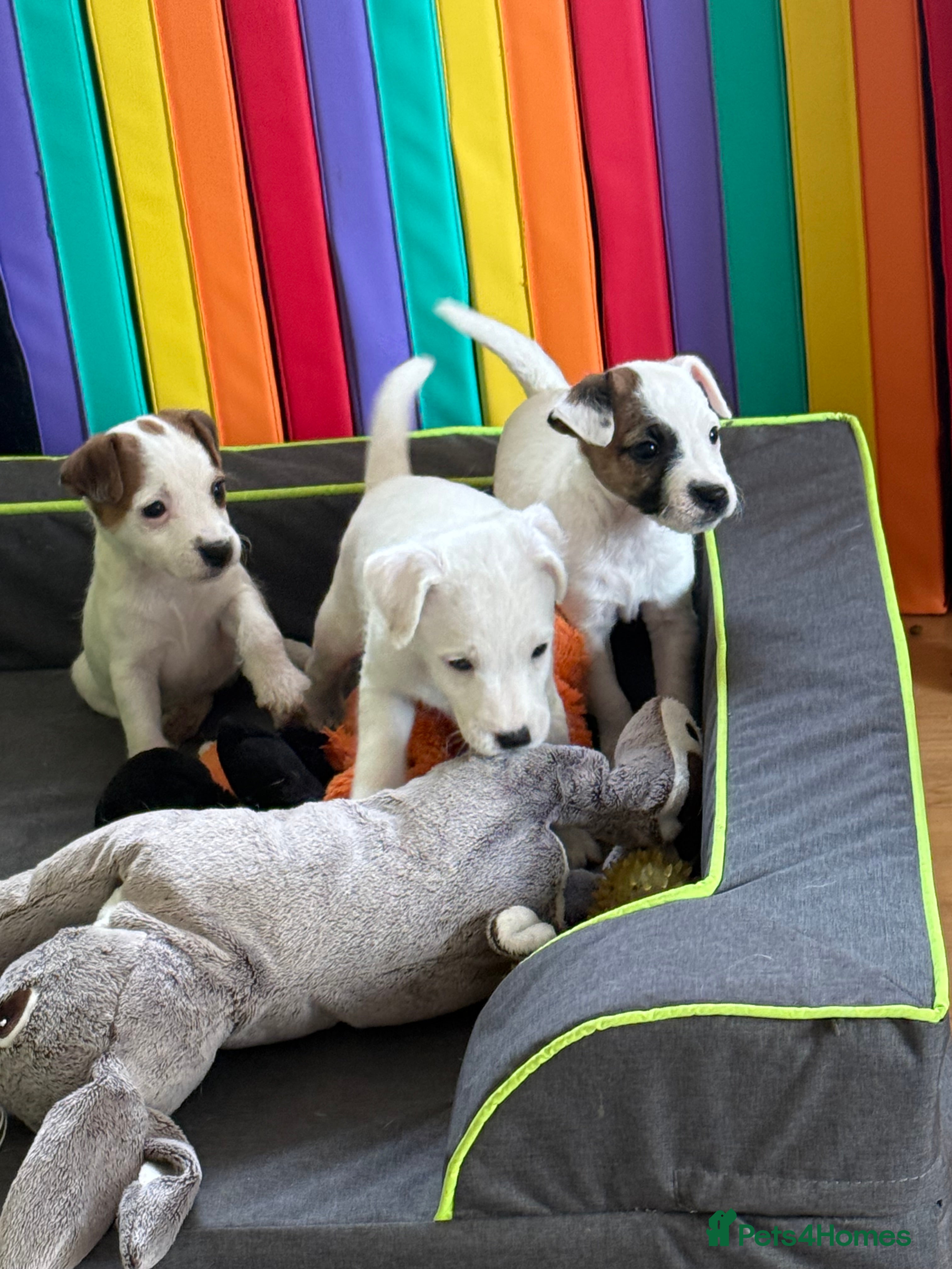 Parson Russell dogs Parson Russell Terrier - Advert 6