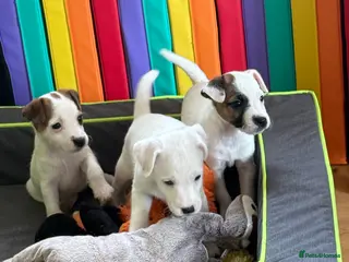 Parson Russell dogs Parson Russell Terrier - Advert 6