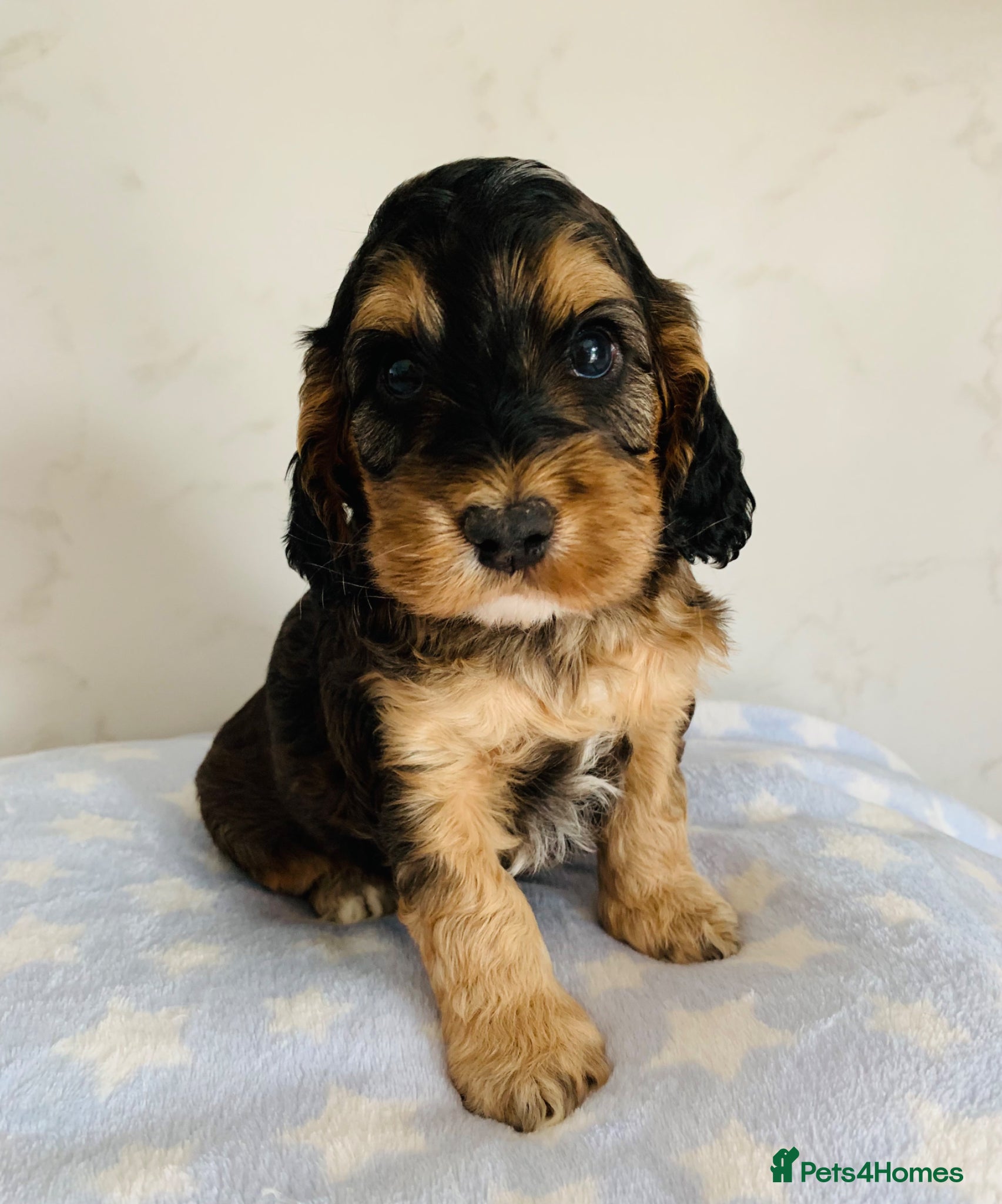 Cockapoo dogs Last tri-coloured boy Cockapoo KC parents  - Advert 2