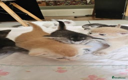 Mixed Breed cats for sale: Abyssinian x Bengal  - Image 3