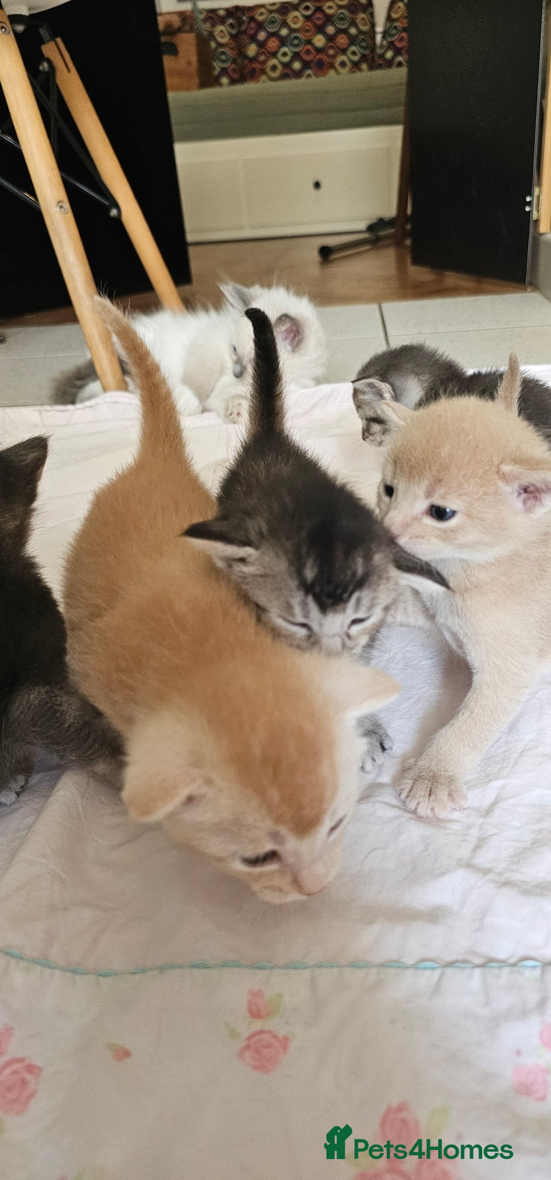 Mixed Breed cats for sale: Abyssinian x Bengal  - Image 3