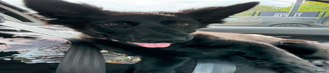 German Shepherd Puppy 1