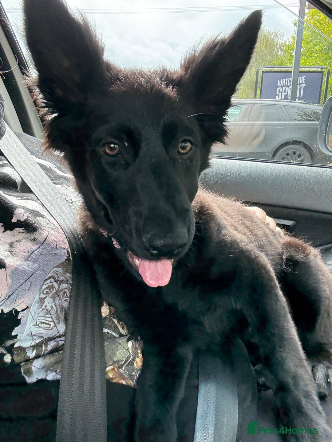 German Shepherd dogs for sale: All black female German Shepard  - Image 1