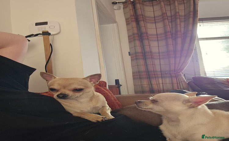 Chihuahua dogs - Advert 1