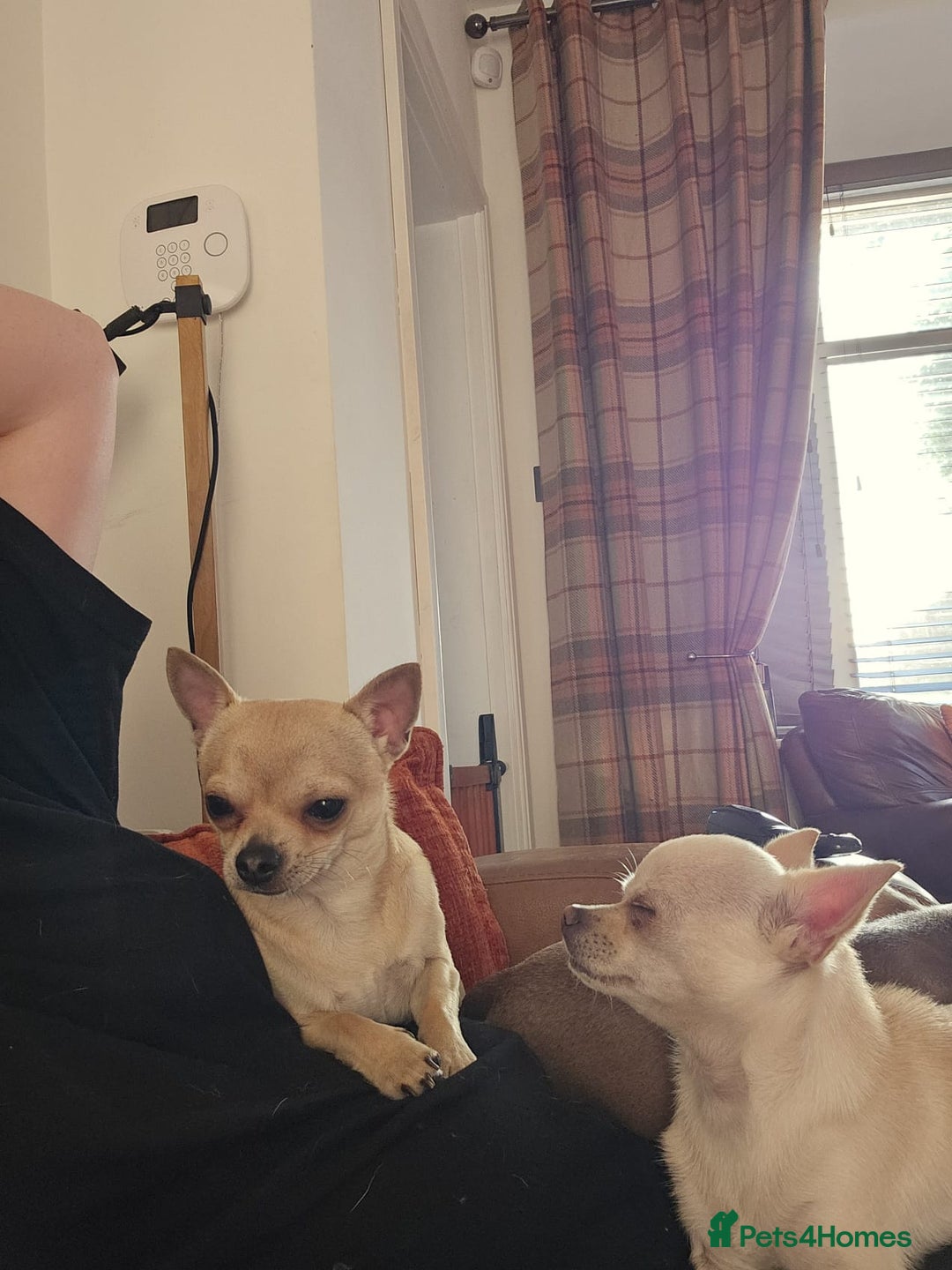 Chihuahua dogs for sale: Chihuahua (Boy) - Image 1
