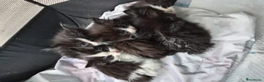 Mixed Breed 1