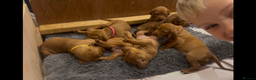 Hungarian Vizsla dogs for sale: Hookside x Skyrocket - Advert 13
