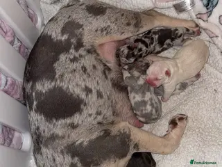 French Bulldog dogs French bulldog puppies fluffie carriers - Advert 3