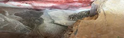 Leopard Gecko reptiles for sale: leopard geckos 1male/1female with exoterra viv in March - Advert 11