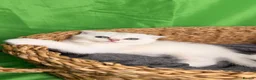 Scottish Fold cats for sale: Scottish fold/straight kittens - Advert 15