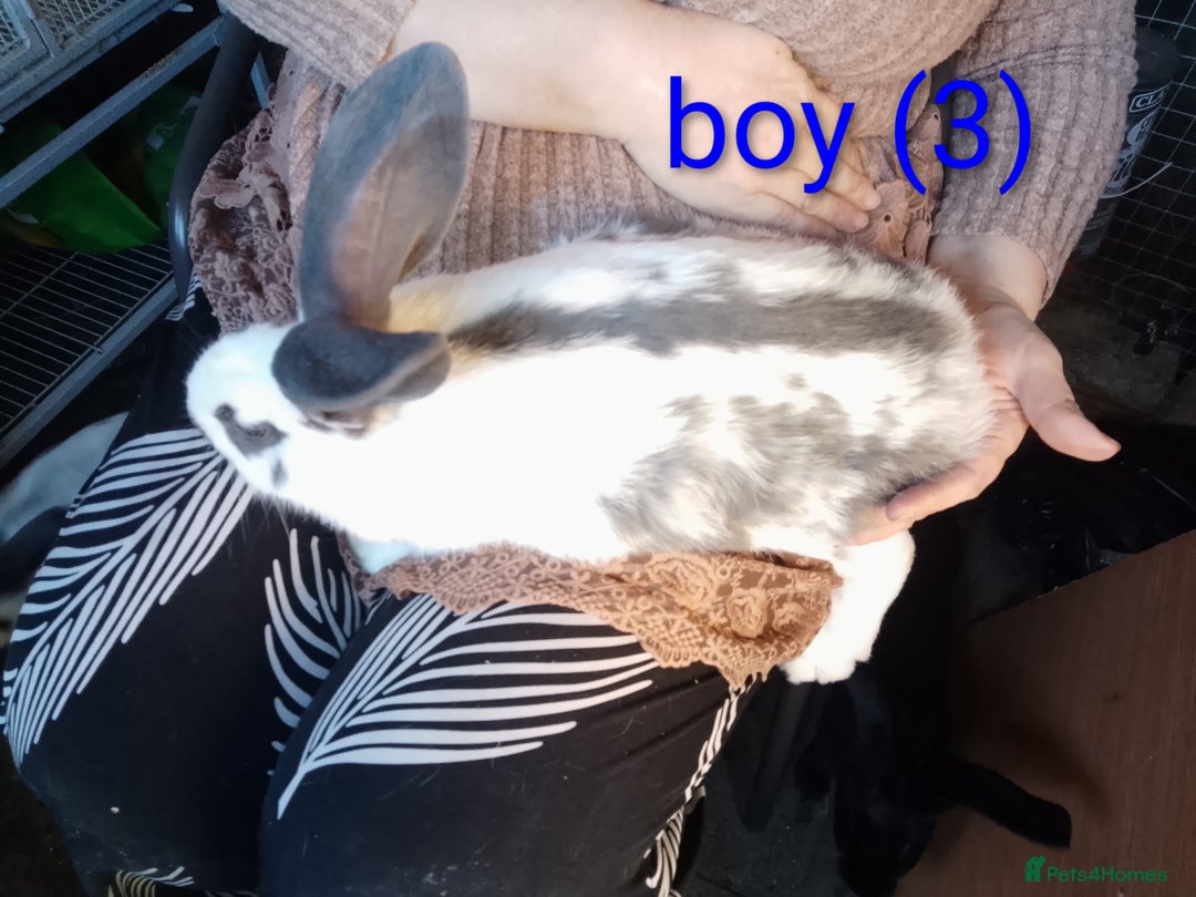 Giant Papillon rabbits for sale: Giant Papillon babies - Image 6