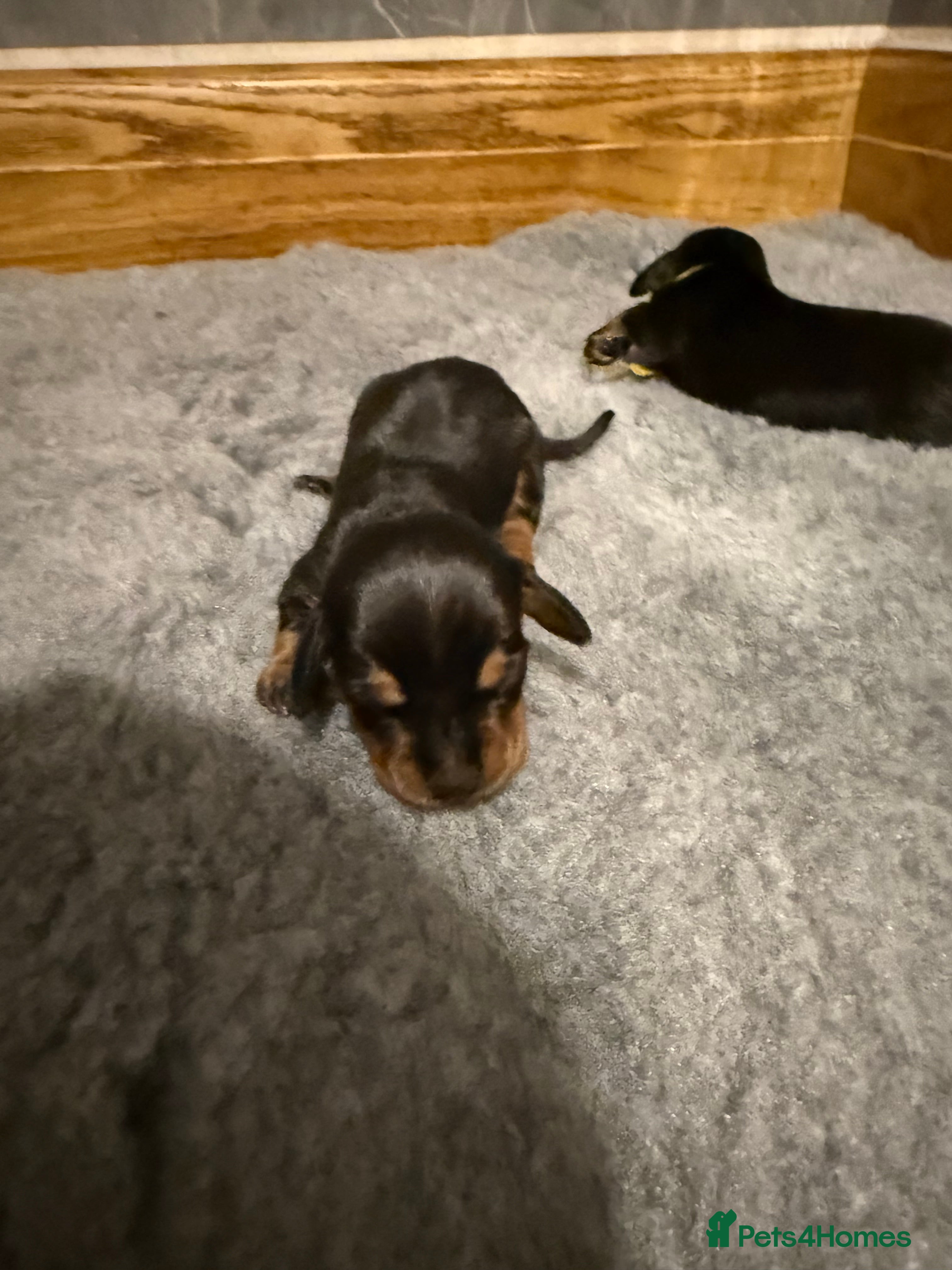Miniature Dachshund dogs Beautiful KC Registered Miniature Dachshunds - Advert 2