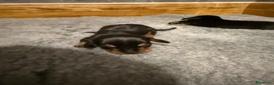 Miniature Dachshund Puppy 5