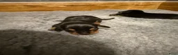 Miniature Dachshund dogs for sale: Beautiful KC Registered Miniature Dachshunds - Advert 2