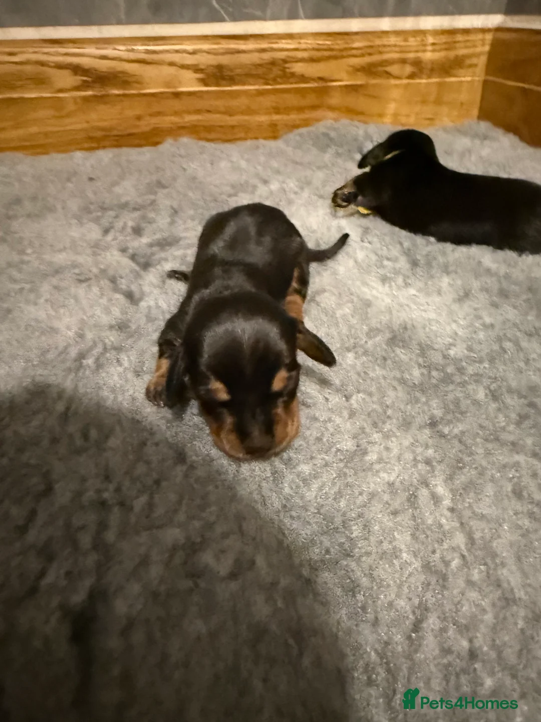 Miniature Dachshund dogs for sale: Beautiful KC Registered Miniature Dachshunds - Advert 2