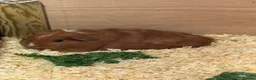 Guinea Pig rodents for sale: guinea pigs boys - Advert 2