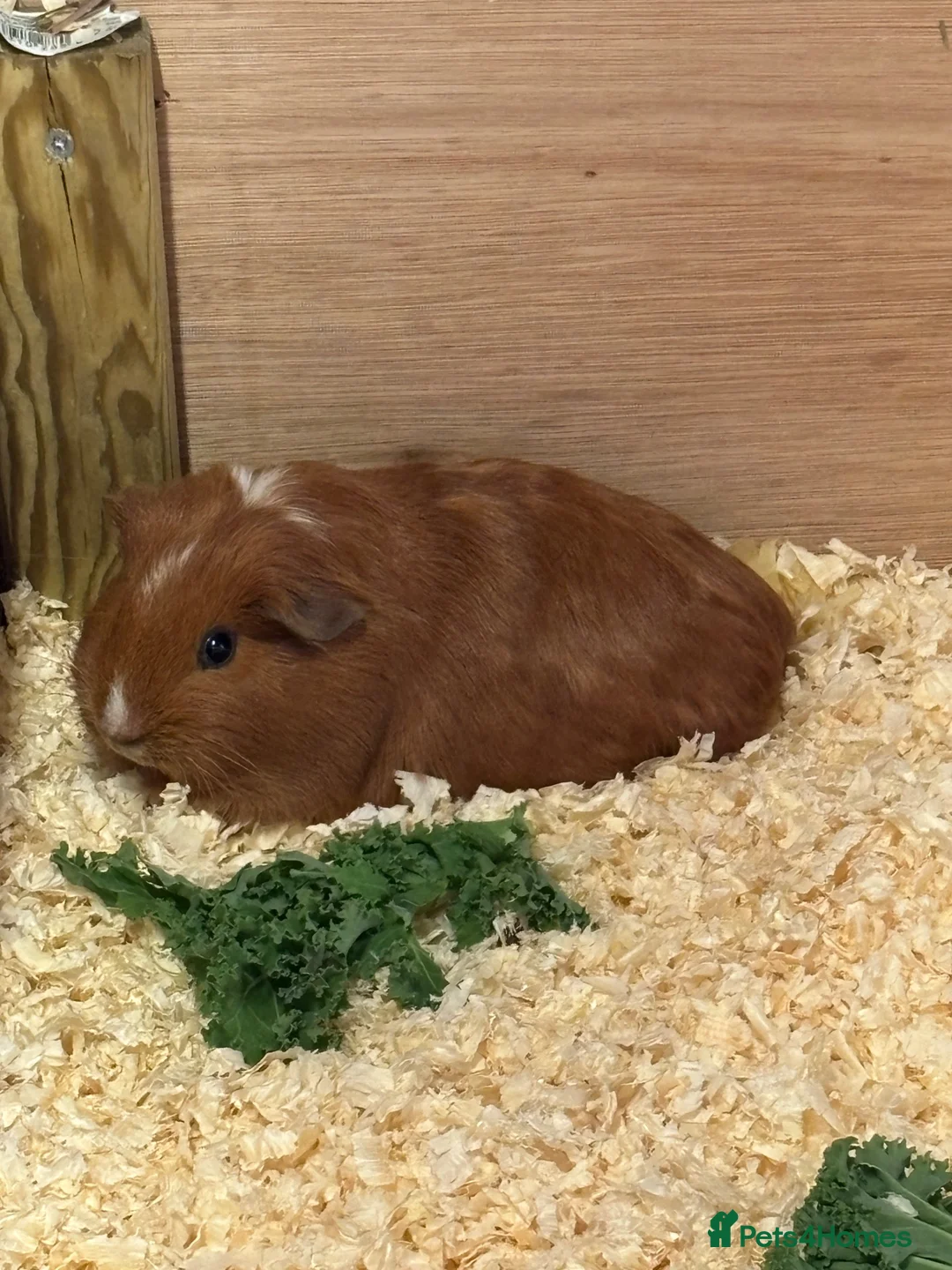 Guinea Pig rodents for sale: guinea pigs boys - Advert 2