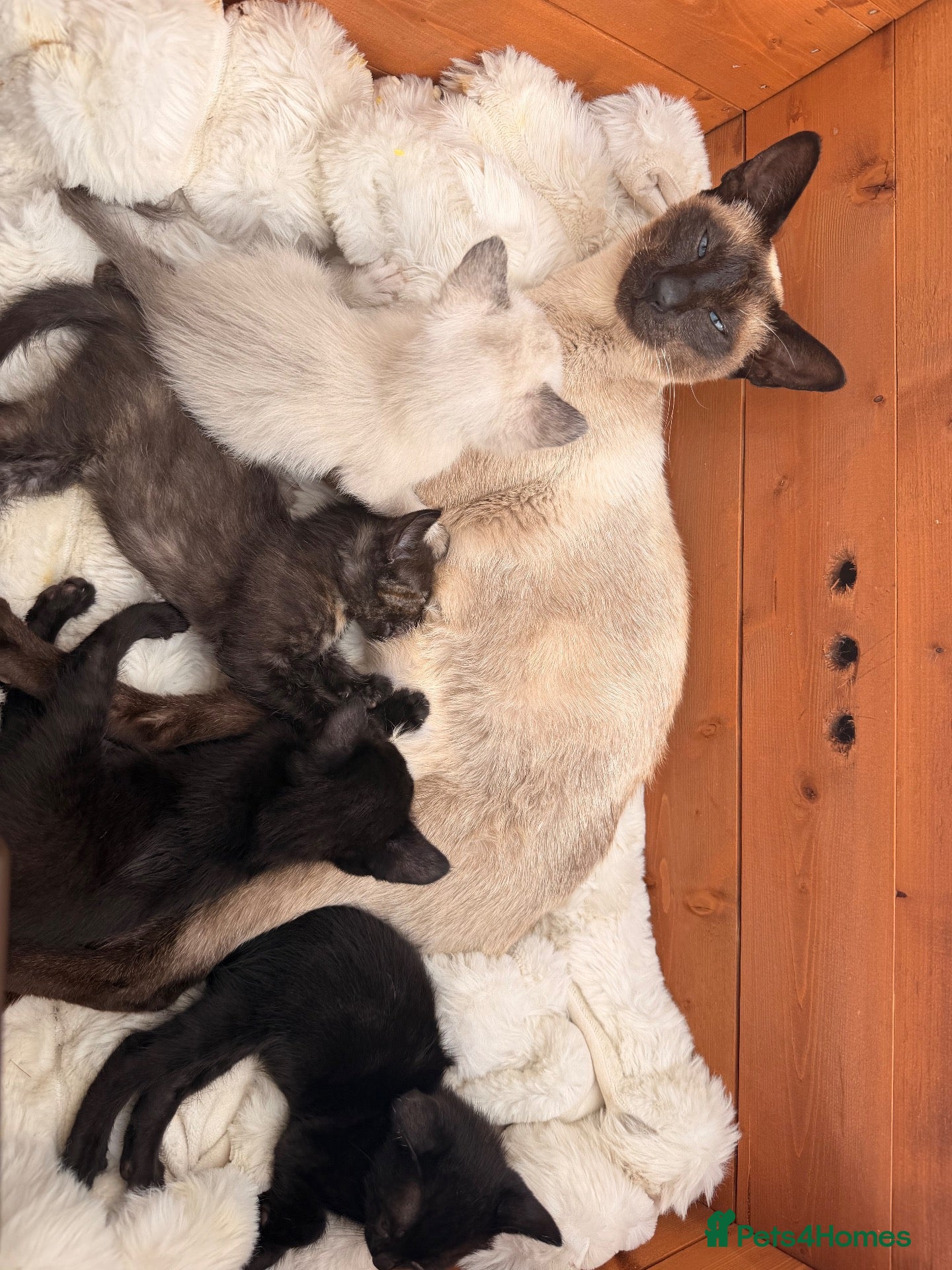 Siamese cats Siamese X kittens for sale  - Advert 3