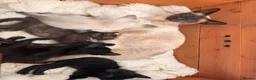 Siamese cats for sale: Siamese X kittens for sale  - Advert 1