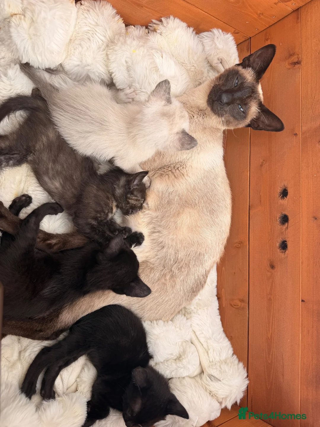 Siamese cats for sale: Siamese X kittens for sale  - Advert 1