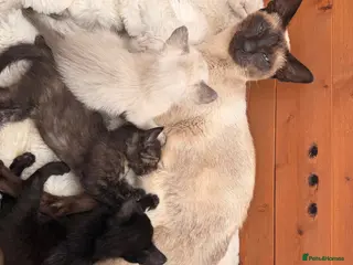 Siamese cats Siamese X kittens for sale - Advert 10