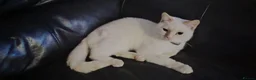 Siamese cats for sale: Popcorn  in Manchester - Advert 4