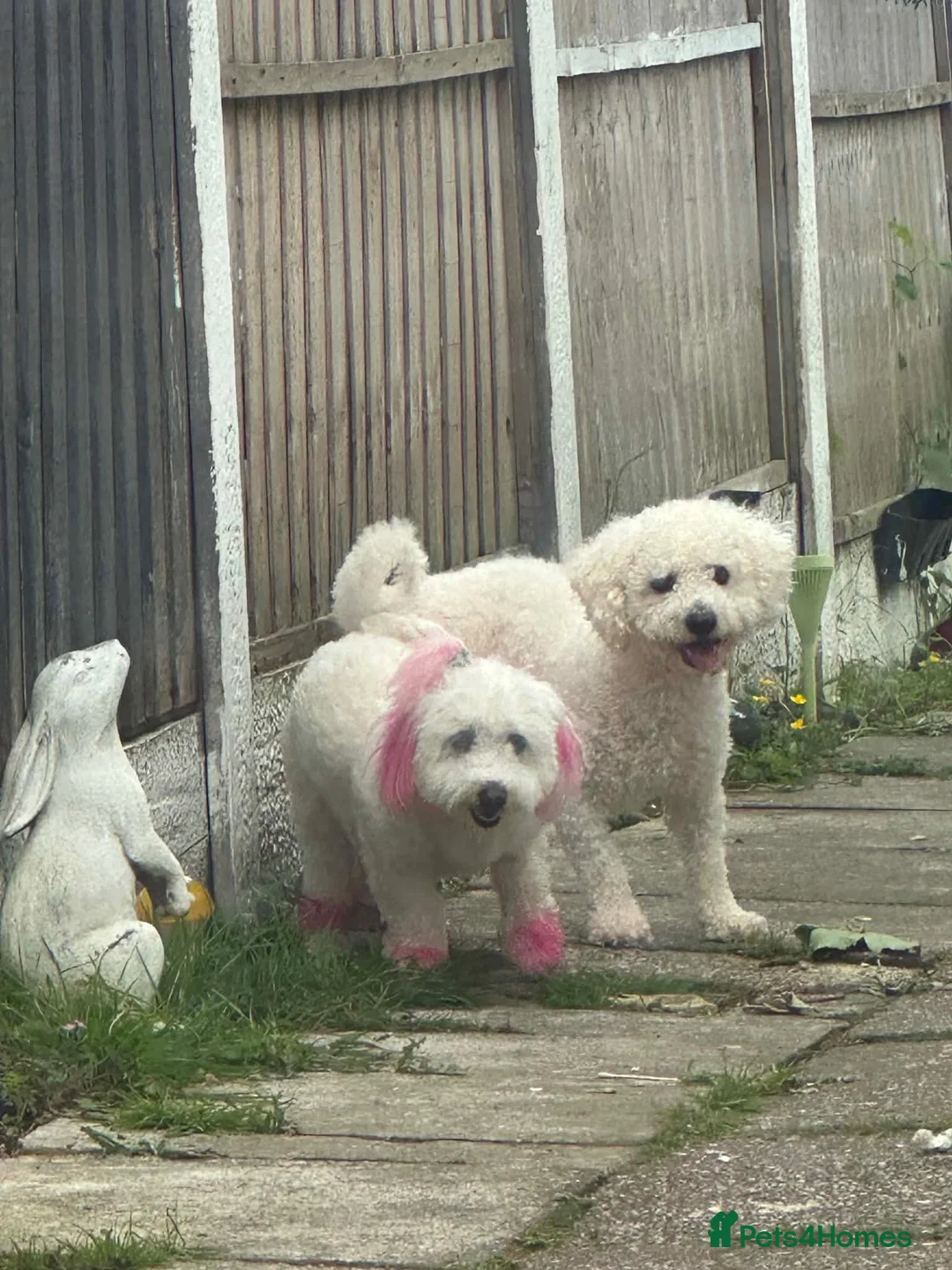 Bichon Frise dogs for sale: For sale puppy bichon frise - Advert 7