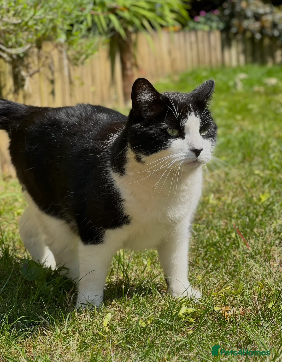 Mixed Breed cats for sale: Felix- 8 year old male cat looking for a new home  - Advert 2