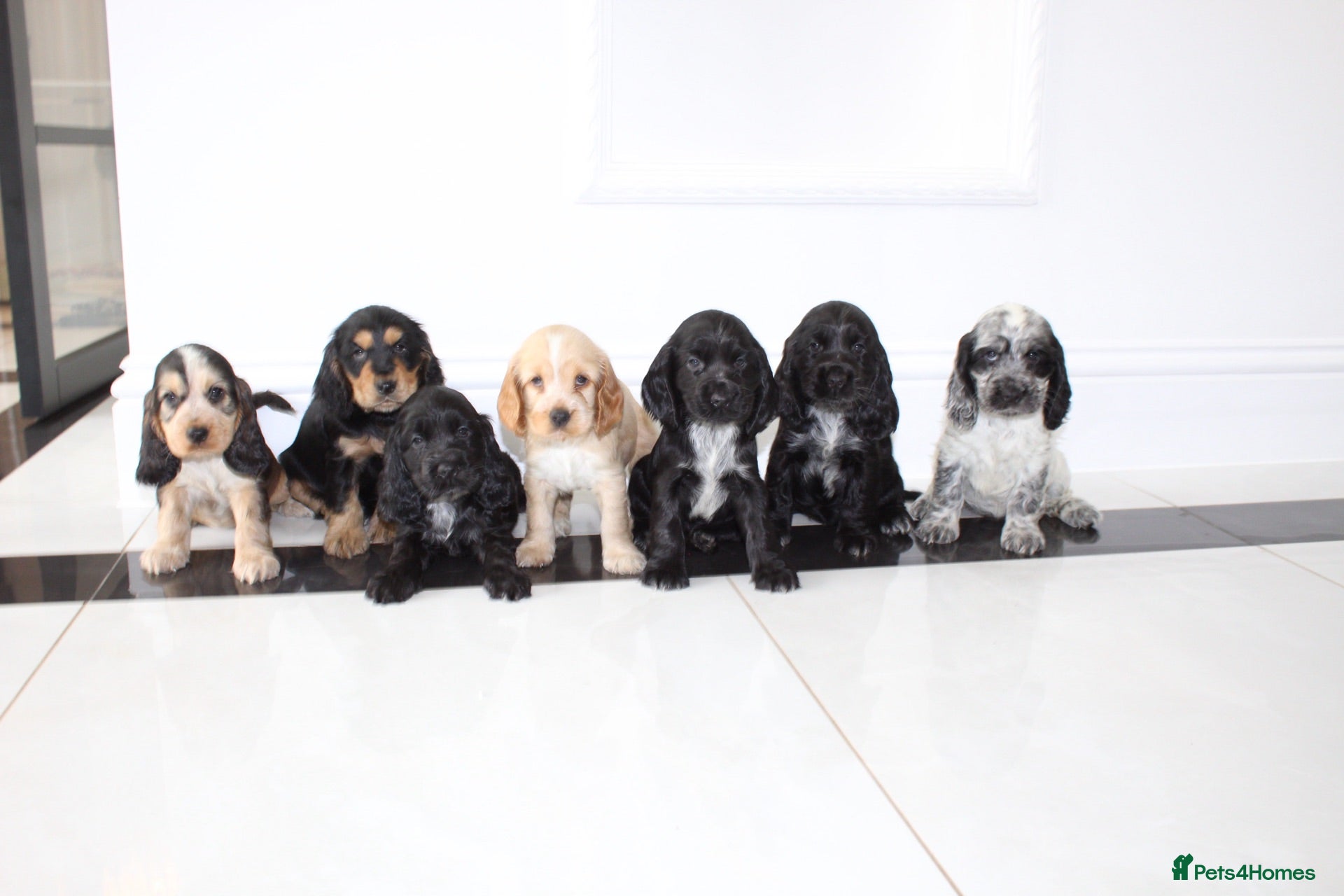 Cocker Spaniel dogs Beautiful KC Registered Show-Type Puppies - Advert 6